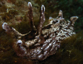   black sea hareAplsyia vaccaria. santa barbra islan. northern channel islands California vaccaria islan  